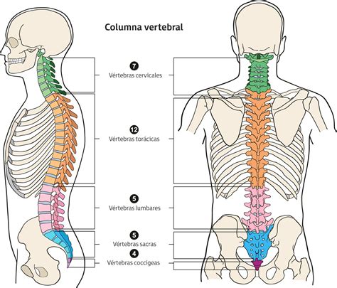 La Columna Vertebral Menschlicher Körper Anatomie Anatomie Des