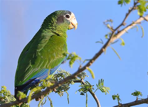 Birding In The Dominican Republic International Travel News