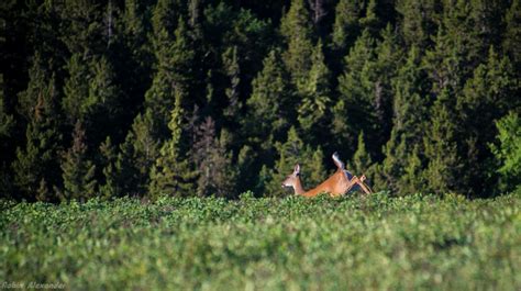 Cypress Hills Running Whitetail Deer Kr Alexander Flickr