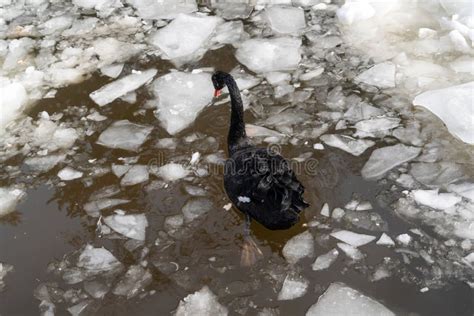 Back View Of Black Swan Swimming In Pool In Chunks Of Ice Stock Photo