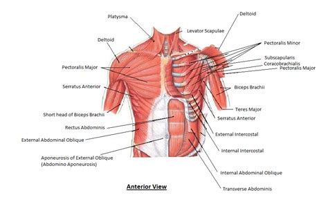 Muscles Of The Chest Abdomen Anatomy Drawing Conor Power Shoulder