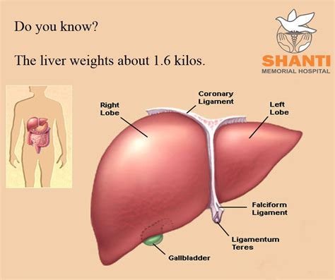 Liver Location In Our Body