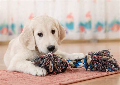 Pets For Kids: The Top 13 Low-Maintenance Animals ...
