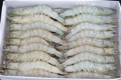 Frozen Vannamei White Shrimp Export Vietnam Japan Korea Buy White