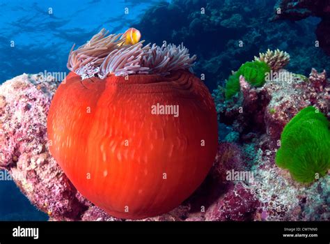 Pink Anemone Fish In A Closed Anemone Great Barrier Reef Coral Sea
