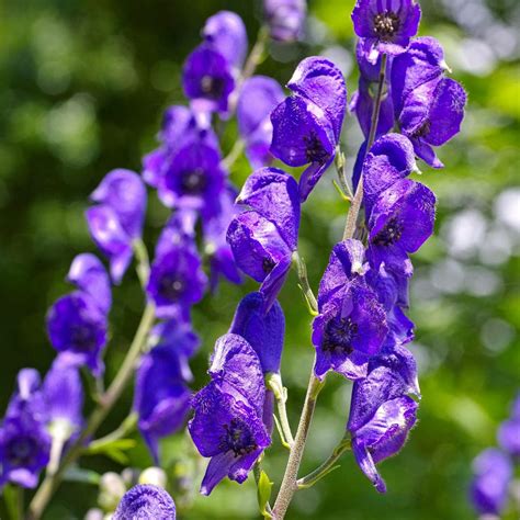 Giftige pflanzens müssen in keiner weise nur wassergeschützt sein, sondern fernerhin widerstandsfähig gegen gluthitze. Giftige Pflanzen Im Garten Einzigartig Das Sind ...