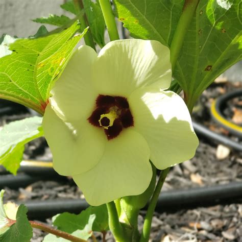 Abelmoschus Esculentus Baby Bubba Okra Baby Bubba In Gardentags