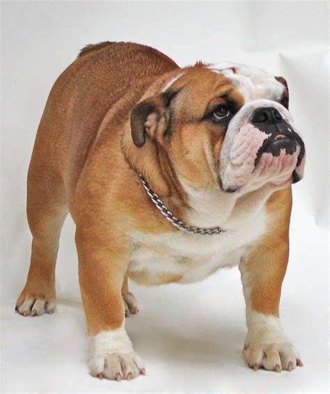 The french bulldog looks like a miniature english bulldog with bat ears. Bulldog - Wikipedia