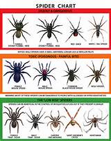 Pest Identification Australia Photos