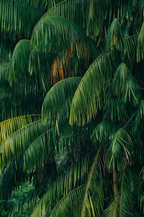 Palm Tree Trendig Fototapet Photowall