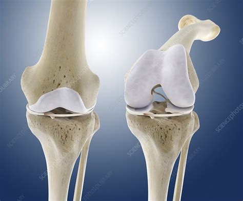 Knee Flexion Anatomy Artwork Stock Image C0162879 Science Photo