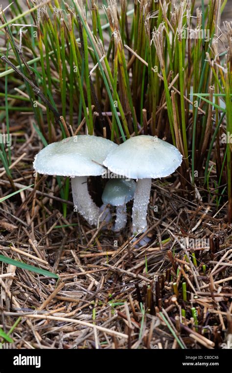Blue Roundhead Stropharia Caerulea Fruiting Bodies Growing With Common