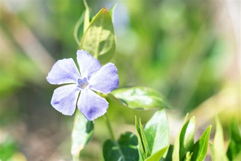 Fleur Bleue Pétales Le Photo Gratuite Sur Pixabay Pixabay