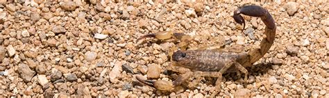 The Largest Scorpion Species In Arizona Scorpion Control