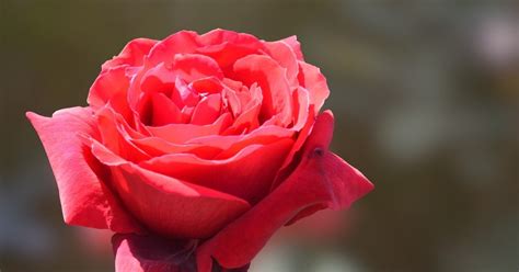 Cara Tanam Bunga Ros Yang Betul Root Of Science