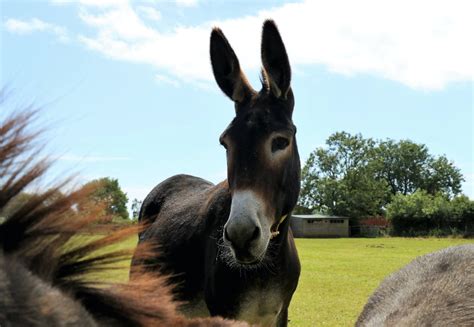 Help Save Donkeys And Win With The Donkey Sanctuary Lottery The Devon
