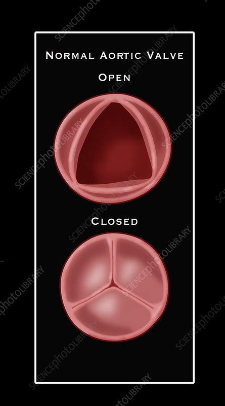 Normal Aortic Valve Illustration Stock Image C0276446 Science