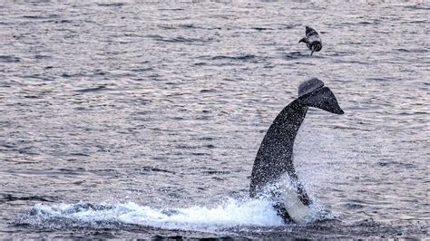 Killer Whale Filmed Flipping Seal Into Air Off Shetland Bbc News