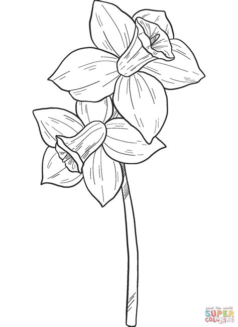 Narcissus coloring page | Free Printable Coloring Pages
