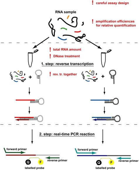 Pcr Steps Diagram