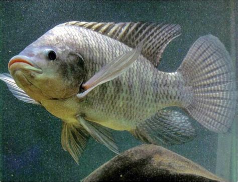 Budidaya Ikan di Pekarangan Rumah - Akuarium Ikan Hias