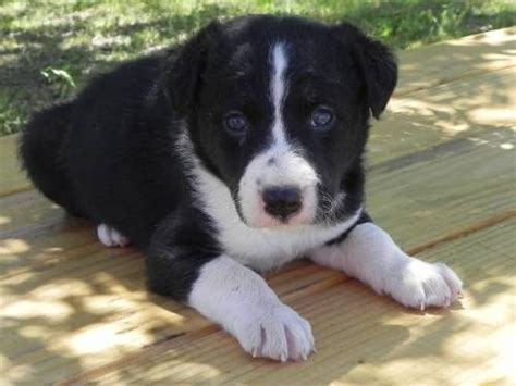 Mcnabborder Collie Cross Puppies Mcnab Dog Puppies Border Collie