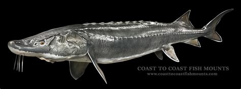 A sturgeon is a large fish which lives in northern parts of the world. Sturgeon Fish Mount and Fish Replicas | Coast-to-Coast