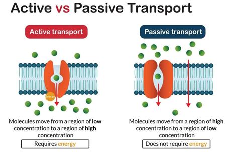 Active Transport Gcse Biology Revision