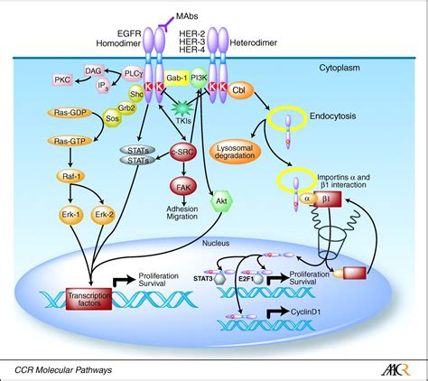 Rociletinib For Resistant Non Small Cell Lung Cancer Patients With Egfr