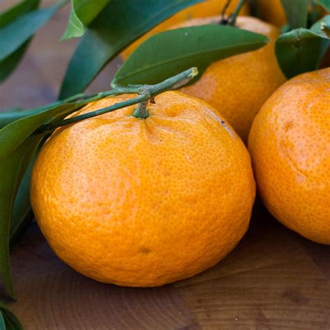 4-5 Year Old Brown Select Satsuma Orange Tree