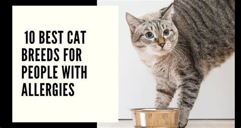 10 Best Cat Breeds For People With Allergies Chef Wonders