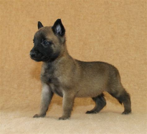 53 Cute Malinois Chiot A Adopter Picture 8k Frbleumoonproductions