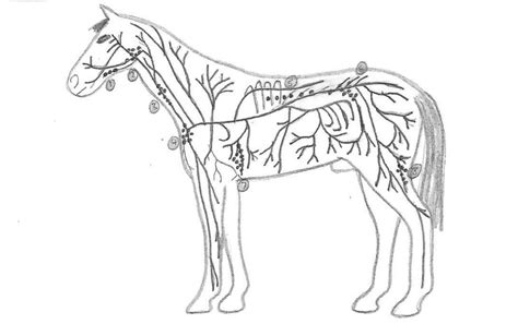 The Equine Lymphatic System Part 1 — Equilibria Gold