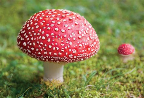 Wild Mushroom Identification Grit