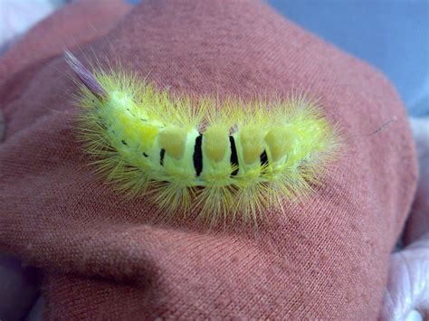 Hairy Green Caterpillar Close Up Free Image Download