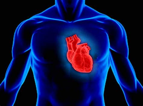 Heart Chronicles Exploring 10 Intriguing Facts About The Human Heart