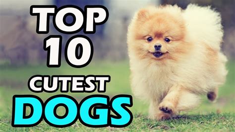 Top 10 Cutest Dog Breeds In The World Vlrengbr