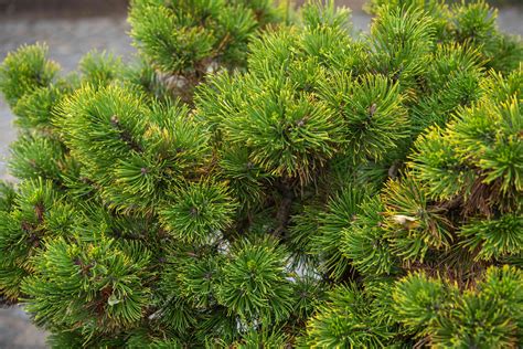 How To Grow And Care For Dwarf Mugo Pine