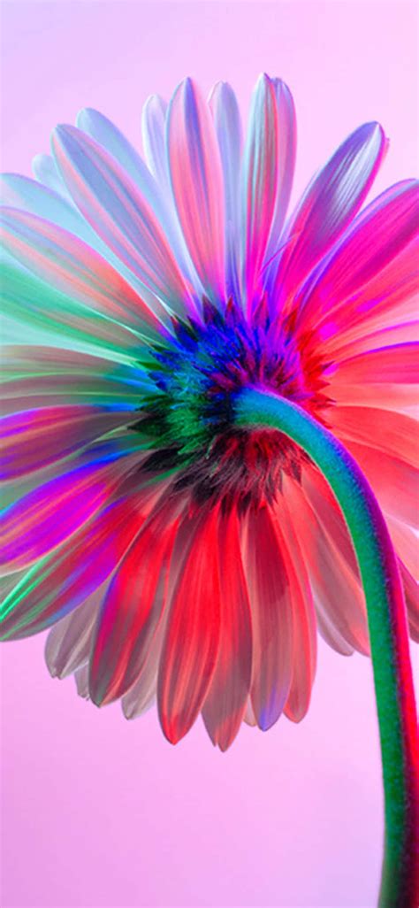 100 Rainbow Flower Iphone Wallpapers