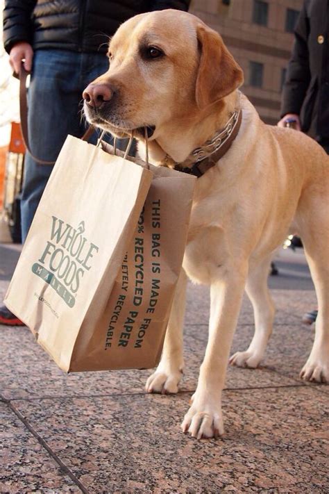 Yellow Lab Holding A Carrier Bag In His Mouth Labrador Retriever Dog