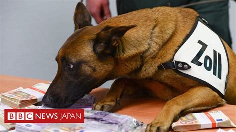 独フランクフルト空港の探知犬、数日で現金3000万円以上発見 Bbcニュース