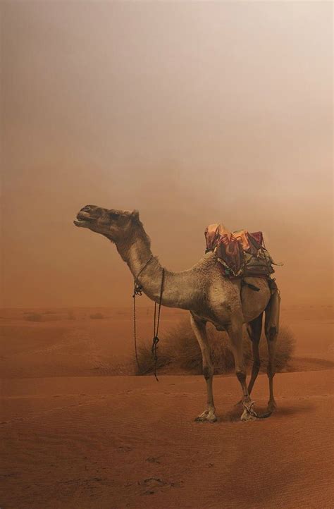 Tobacco has been tested on animals, but not all companies run animal tests. www.pinterest.com/brunovenda20/ | Camels desert, Desert ...