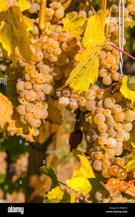 Riesling Grapes Hi Res Stock Photography And Images Alamy