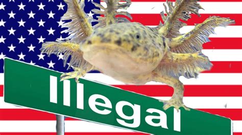 Axolotls Are Illegal In These States YouTube