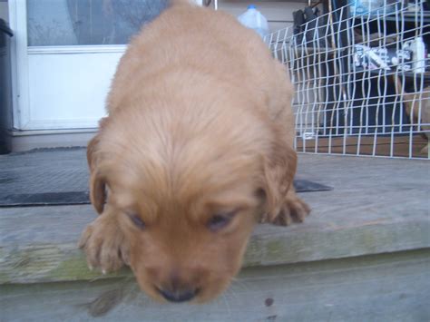 Of course, the right puppy for your needs and personality is going to be important as well. Golden Retriever Puppies For Sale | Wake Forest, NC #176513
