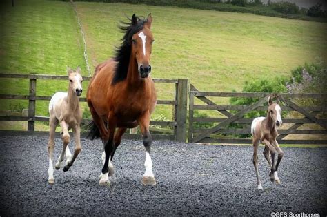 Incredibly Rare Identical Twin Foals Make Surprise Arrival On Devon