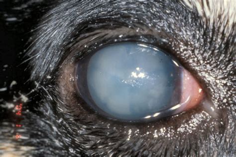 Cat Eye Problems Eye Inflammation Uveitis Conjunctivitis