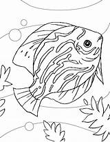 Coloring Fish Discus Aquarium Animals Sheet Getcolorings Drawings sketch template