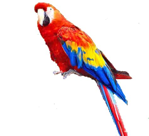 Parrot Png Free Download 17 Png Images Download Parrot Png Free
