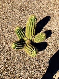 Barrel cacti are various members of the two genera echinocactus and ferocactus, found in the deserts of southwestern north america. Xtremehorticulture of the Desert: Cactus Baby Separation ...